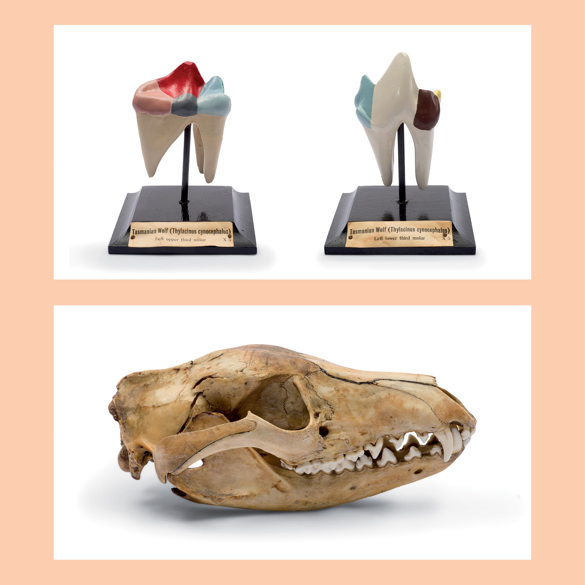  <strong>Charles Harold Down (1890–1965), Teaching models: Tasmanian Wolf (Thylacinus cynocephalus)</strong> / Left upper third molar / X5 and Tasmanian Wolf (Thylacinus cynocephalus) / Left lower third molar / X5, c. 1920–40, gypsum, enamel paint, wood; each model 15.0 × 12.5 × 12.5 cm. HFADM 2879 and
  HFADM 2880, Henry Forman Atkinson Dental Museum, University of Melbourne. <br><br> <strong>Thylacine skull</strong>, c. 1920, bone, 10.0 × 12.0 × 19.0 cm. HFADM 3795, Henry Forman Atkinson Dental Museum, University of Melbourne.
